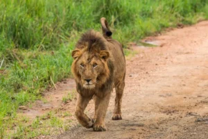 3-Day Kidepo Valley National Park Exclusive Safari Tour