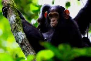 3 Days Kibale Chimpanzee Tracking Safari